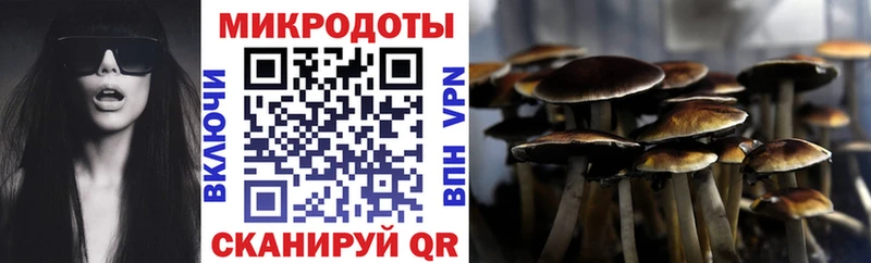 Галлюциногенные грибы Psilocybe  Туринск 